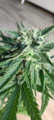Escobar 21 Flo+34 Bud Apex Secondair.jpg