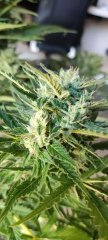 Emilio 70 Flo+35 Bud Apex Secondaire.jpg