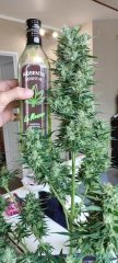 Emilio 70 Flo+40 CUT 3.jpg