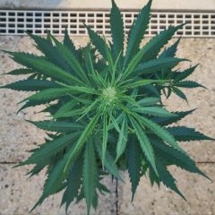 Royal Cheese #1 Stch+12.jpg