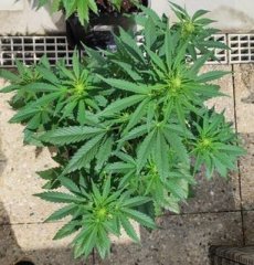 Emilio 70 Stch+13.jpg