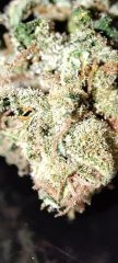 Tete bud Wappa Macro.jpg