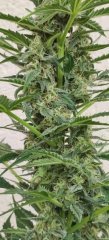 Royal Cheese #1 Flo+32 Zoom bas.jpg