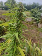 2 graines récupérés sur AK 420 auto de l'année dernière