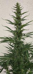 Royal Cheese #1 Flo+32 Zoom 2.jpg