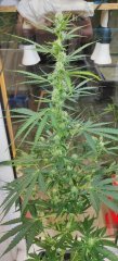 Royal Cheese #1 Flo+20 Zoom.jpg