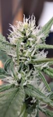 Royal Cheese #1 Flo+20 Zoom 3.jpg