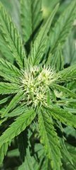Escobar 21 Flo+17 Bud Apex Principale.jpg