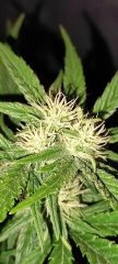 Escobar 21 Flo+19 Bud Apex Nuit.jpg