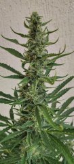 Royal Cheese #1 Flo+32 Zoom.jpg