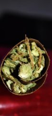Blunt 4.jpg