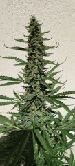 Royal Cheese #1 Flo+37 Zoom.jpg