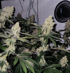 Taho Og x Do-Si-Dos Philosopher Seeds