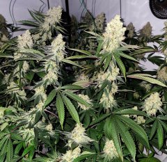 Taho Og x Do-Si-Dos Philosopher Seeds
