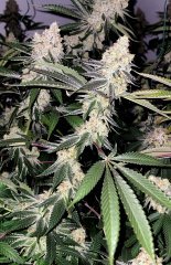 Taho Og x Do-Si-Dos Philosopher Seeds