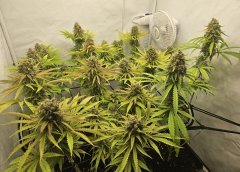 20230823_195207.jpg