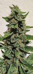 Royal Cheese #1 Flo+37 Zoom 2.jpg