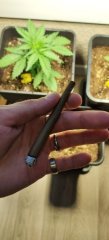 Blunt 5.jpg