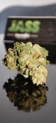 Tete bud Wappa 05 07 2.jpg