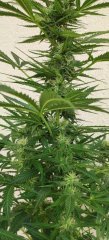 Vanilla Cake Flo+32 Zoom 2.jpg