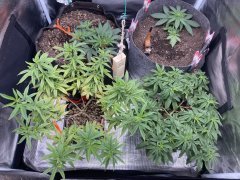 IMG_0614.jpeg