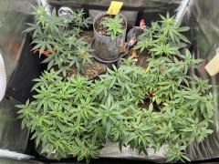 IMG_0636.jpeg