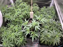 IMG_0645.jpeg