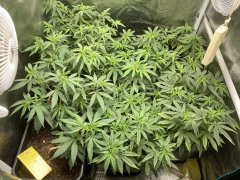 IMG_0651.jpeg