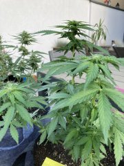 IMG_0797.jpeg