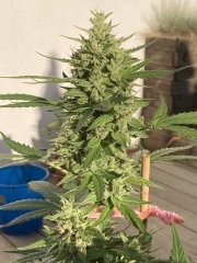 IMG_0801.jpeg