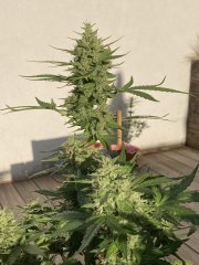 IMG_0803.jpeg
