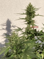 IMG_0809.jpeg