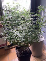 IMG_0810.jpeg