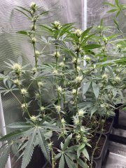 IMG_0816.jpeg