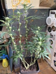 IMG_0817.jpeg