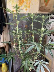 IMG_0818.jpeg