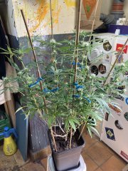 IMG_0819.jpeg