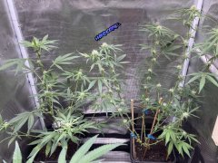 IMG_0822.jpeg