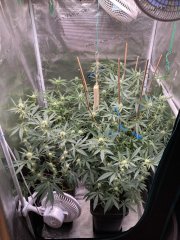 IMG_0827.jpeg