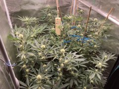 IMG_0870.jpeg