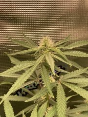 IMG_0874.jpeg