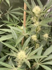 IMG_0904.jpeg