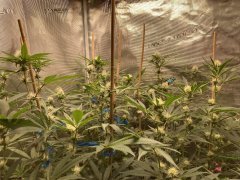 IMG_0907.jpeg