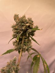 IMG_2287.jpeg