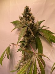 IMG_2288.jpeg