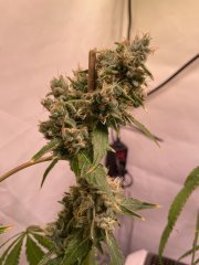 IMG_2289.jpeg