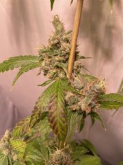 IMG_2291.jpeg