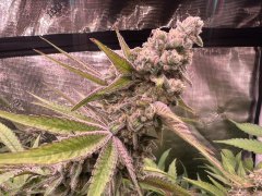IMG_8316.jpeg