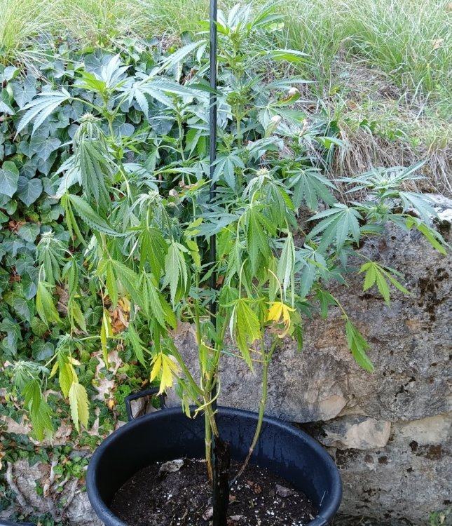 IMG20230906170127~3.jpg