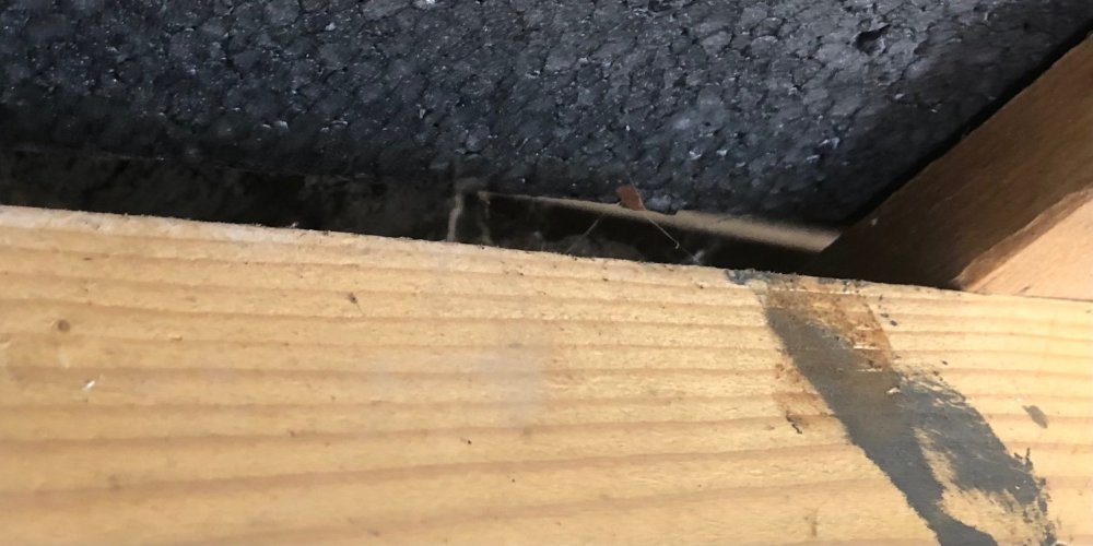 IMG_0442.thumb.jpeg.a931f5b5385f3713367d5ca047145fec.jpeg